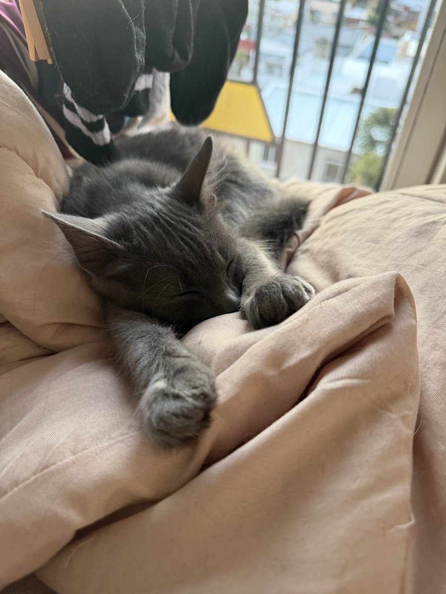 abbval's tweet photo. @ladypaw_ Acá presumiendo sus patitas adorables https://t.co/Drv4TlMF6i
