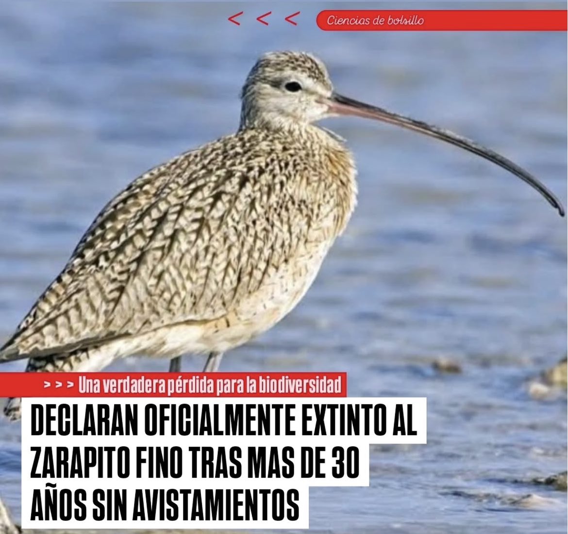 fernanditorl's tweet photo. Pues otra especie más que nos hemos cargado… https://t.co/gPGNuNXfae