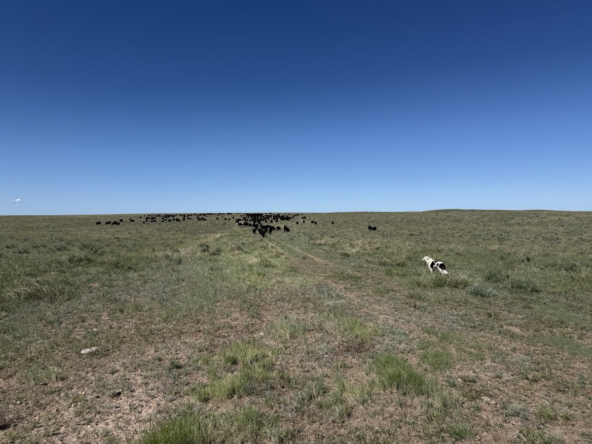 CadeRamey's tweet photo. Catch a little fish, move a little cow https://t.co/ciHGeUgLWJ