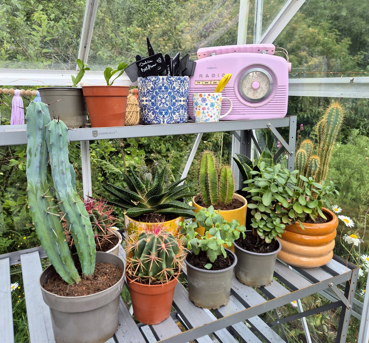 lovely_plot's tweet photo. It's 31st of May and that means all my cacti and succulents get kicked out to the greenhouse to soak up the sun over the next 4 months 🌞🌵
I've done this last year and the growth was incredible! 
Can't wait to see how much they grow this time 🤩 https://t.co/qoKHkTcKZT