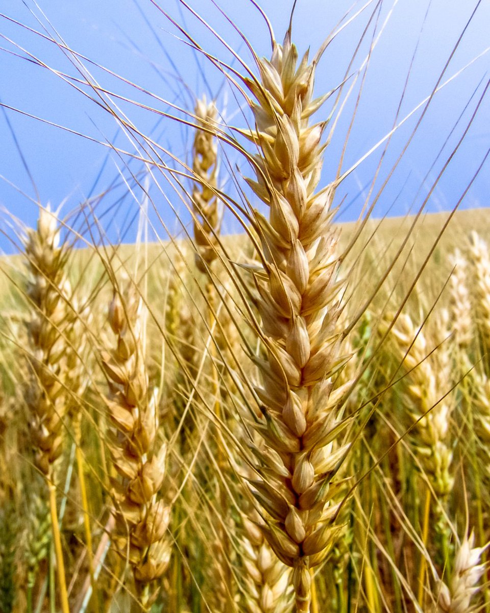 FowlerAgencyLLC's tweet photo. 🌾 Wheat harvest price trading begins June 1.  Keep up with daily trading and follow the discovery period at https://t.co/PBmJbbQZsp.  📞 (800) 458-4819 https://t.co/n8nBJRCCwI