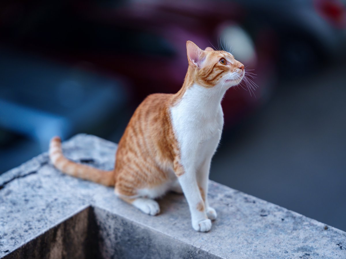 ViewFromShikhar's tweet photo. Some people say there are enough cat photos on the internet.

I remain unconvinced.

Drop your best cat photos below. 🐱 https://t.co/Yeubtvwgjb