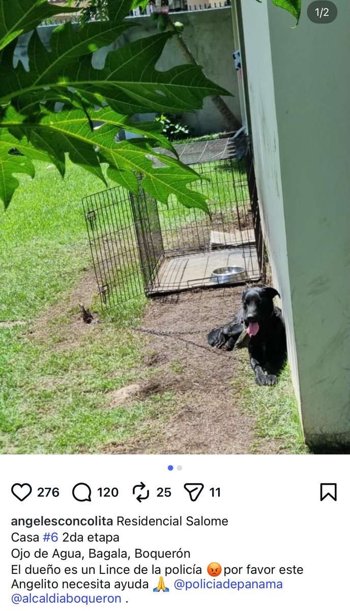 LP19732's tweet photo. El dueño es un LINCE por DIOS 💔💔😒😒 @policiadepanama ESTO NO ES DE DIOS 💔🤬 @Chiriqui @chiriquinotici1 @ultimahoraC4 @quinnannette @MelgarSeferina @dayra_icaza @ivetteodalys https://t.co/Xx3rlcEsxR