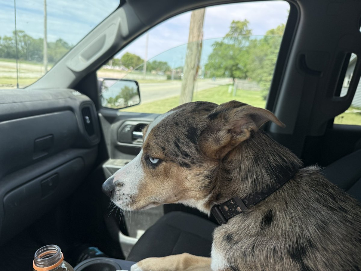 idycc's tweet photo. No disagreement from Miss Willow.  Noticed this AM at Camp Idy she was a touch tuckered out from yesterday 🤣 🐶 😴 https://t.co/l1HQIOujbe