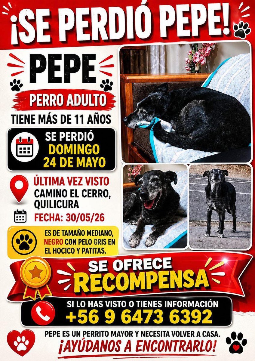 alegriagonzaa's tweet photo. 🔴🐶#Quilicura Se busca a "Pepe". Es un perrito senior, tiene sus patitas delanteras con manchas blancas y su carita muy canosa. 

Su familia lo busca desesperadamente.

@carolinapinoc @PerrosPlazaHuem https://t.co/XeeUYh1NSc