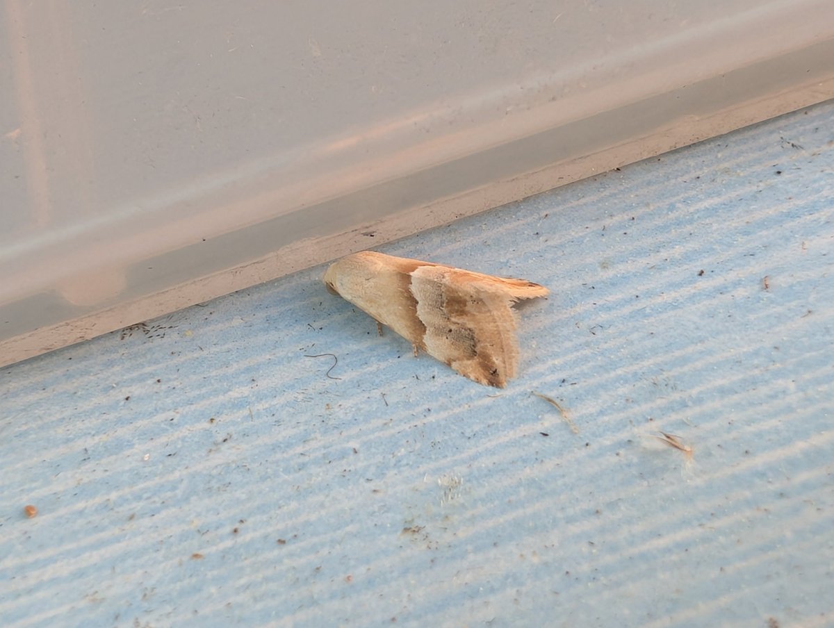 stuarta21's tweet photo. Finally signs of life on the moth front in my Skegness garden! 53/26 last night. Star of the show Small Marbled with supporting cast of Shoulder-striped Wainscot, Treble Brown Spot and Beautiful Hook-tip #mothsmatter https://t.co/83tmPFqjB2
