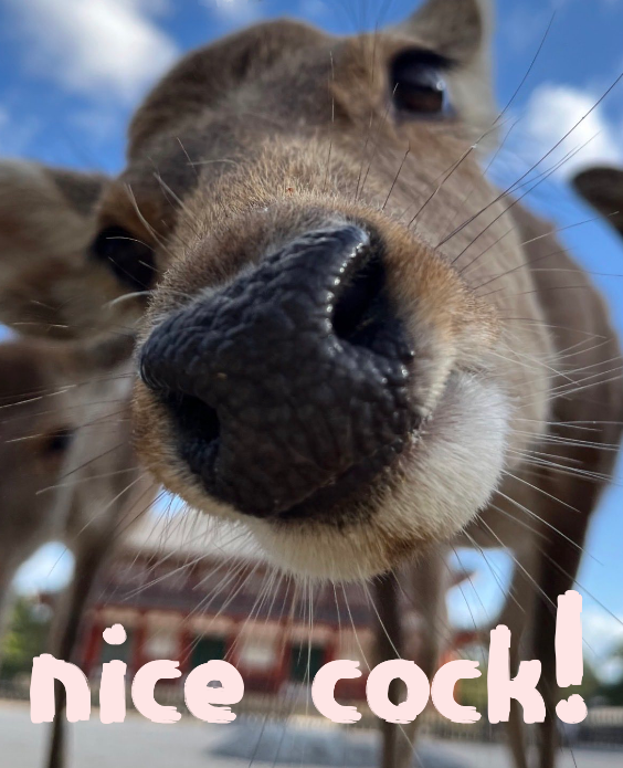 mfing deer girl 2sday tweet media