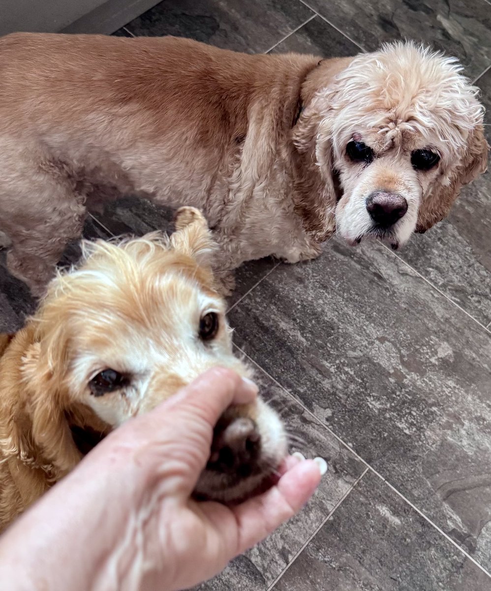 SpanielsSuper's tweet photo. Muuuum?
Yes Bat?
Can we play our game? #PleaseMum
Bat?
Yes mum?
I’m going to get your nose!
Yay…. My #FavouriteGame
Get my nose mum #GetItGood
Isky doesn’t like to join in! #NotMyGame https://t.co/PV3T2eGuzQ