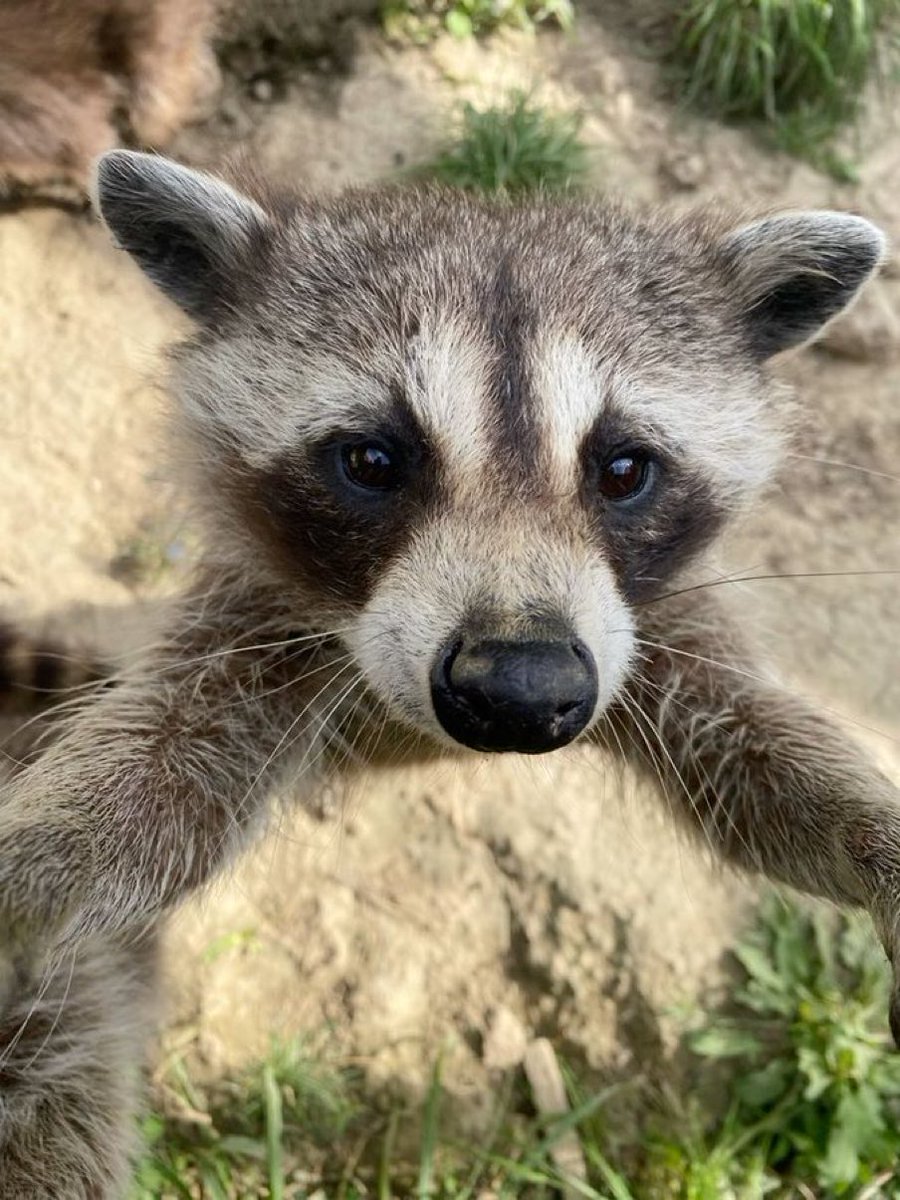 🦝• Baby Raccoon tweet media