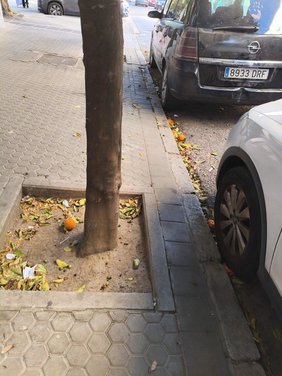 PPluiSanz's tweet photo. Más PPgestión de LipaSanz en materia de prevención de caída de naranjas, como prometió en campaña electoral y como ha venido cumpliendo en todas y cada una de ellas (risas), aquí os dejo pruebas de lo limpio que tiene LipaSanz los barrios, @eveliarincon @torreglosam iros yá!!! https://t.co/mg86LMiA4P