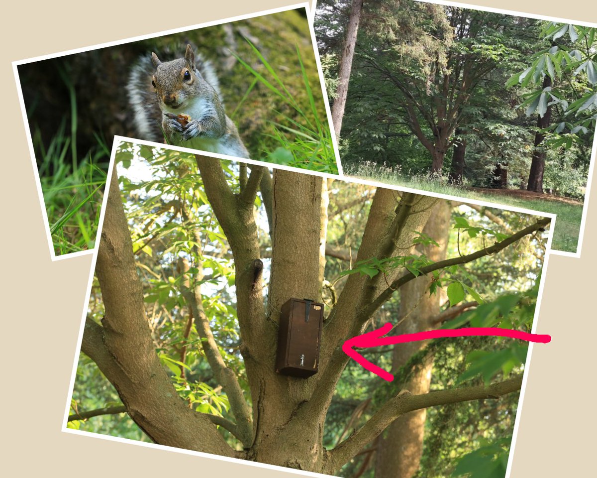 Urban Squirrels, wildlife rescue, animal ethics. tweet media