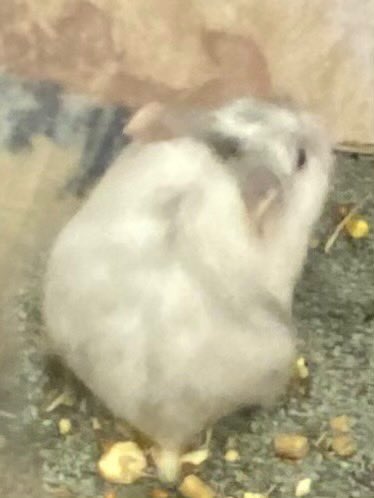 elputrapics's tweet photo. 🐹 https://t.co/0tbpEq6ZAC
