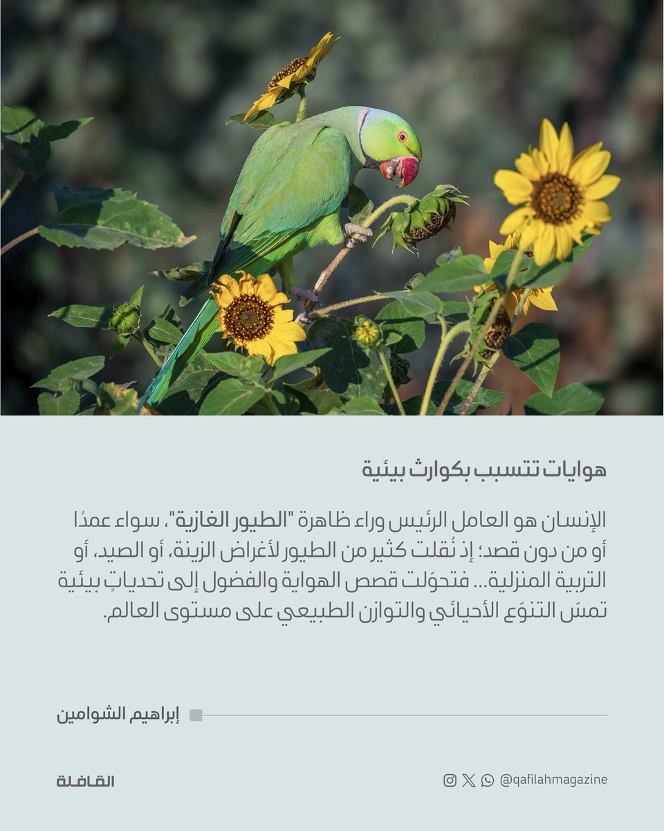 QafilahMagazine's tweet photo. 🦜🐦‍⬛🦩 https://t.co/Kn8st2YVtv