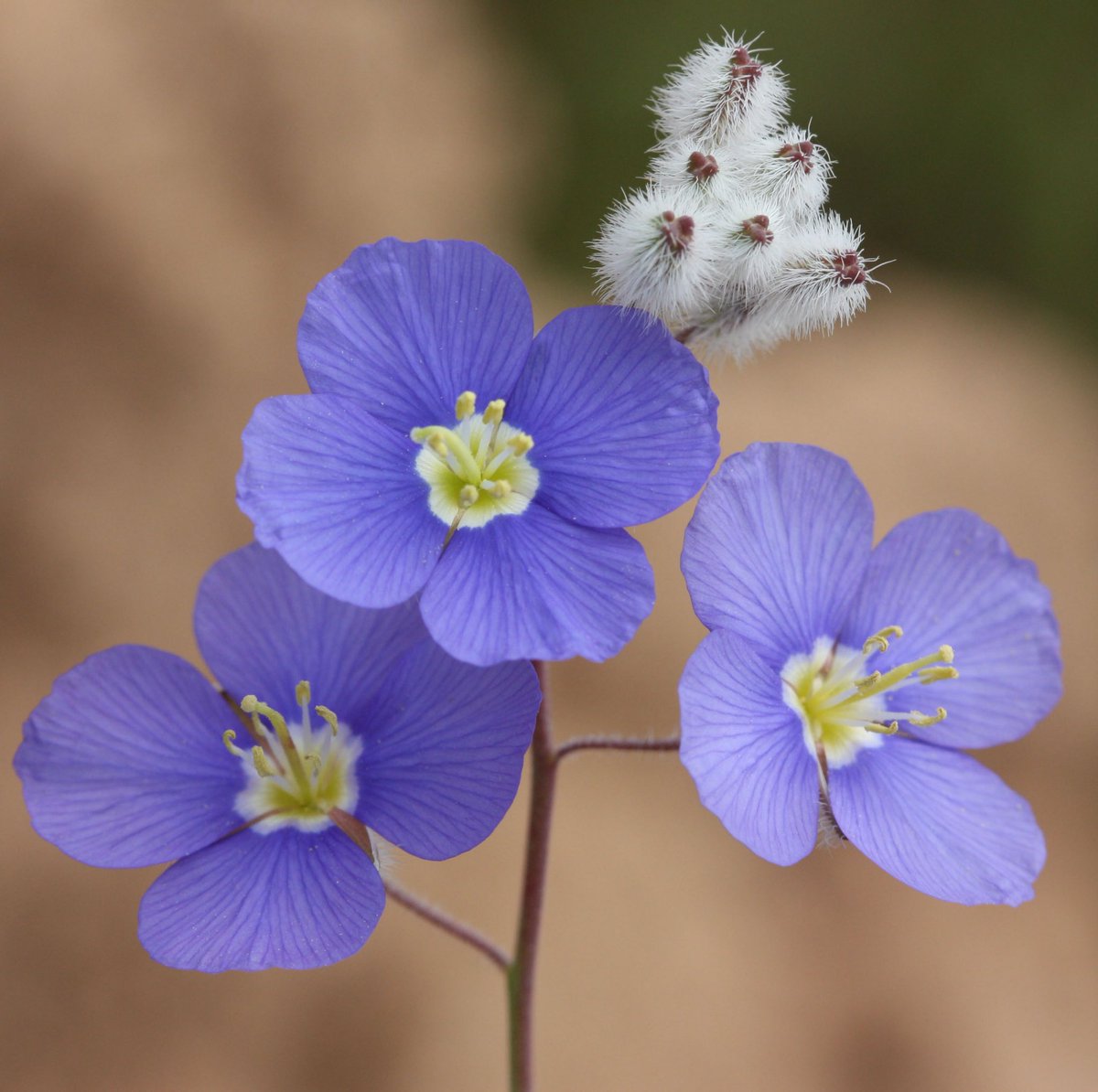 TeriMandakova's tweet photo. New paper! 

Polyploidy meets the Cape: Evolutionary dynamics of Heliophila (Brassicaceae).
 
https://t.co/yoFvomHJTq https://t.co/w0fya2pXqw