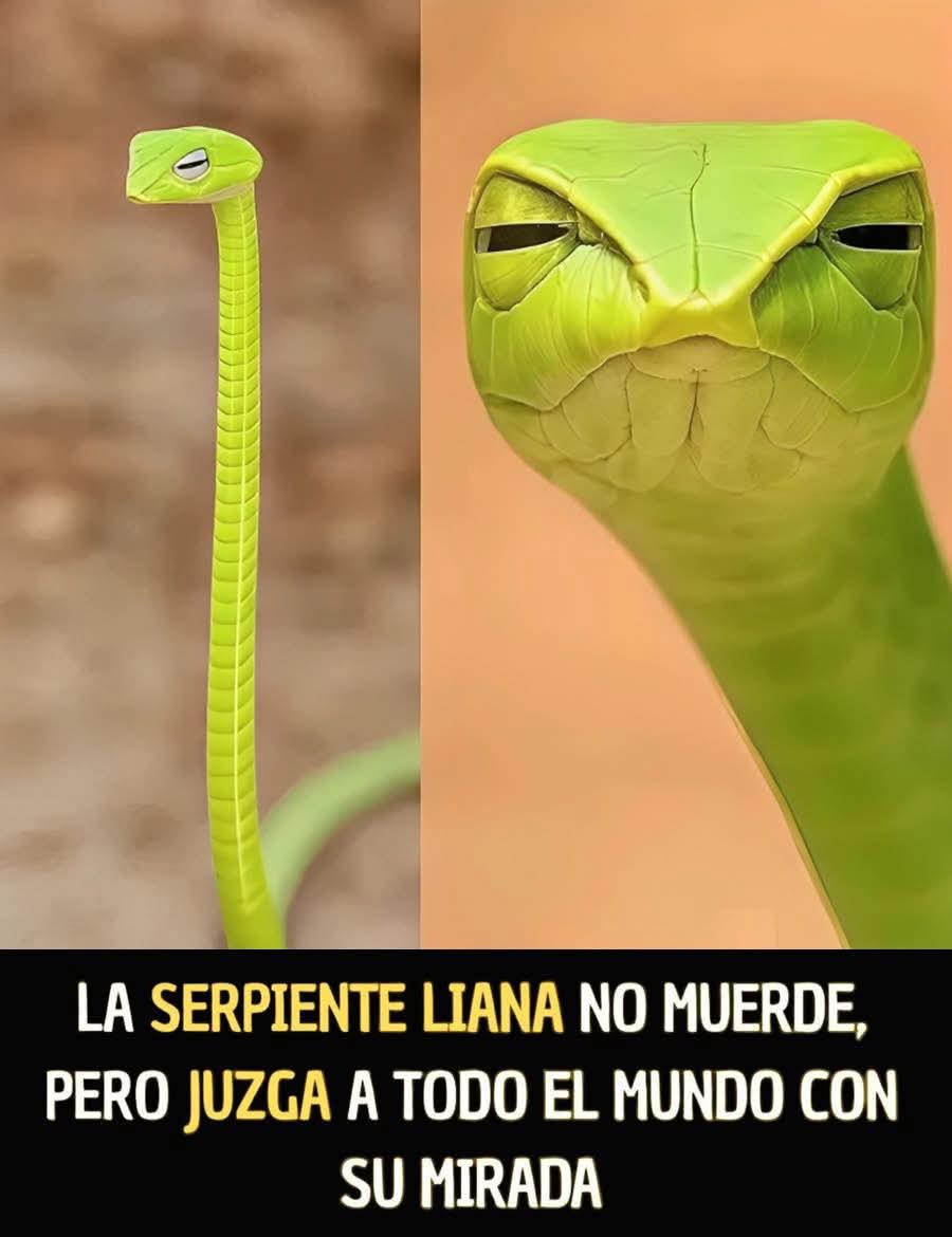 RincnCuriosoo's tweet photo. Se me hace conocida esa mirada. 🧐 https://t.co/fZnlwsosfA
