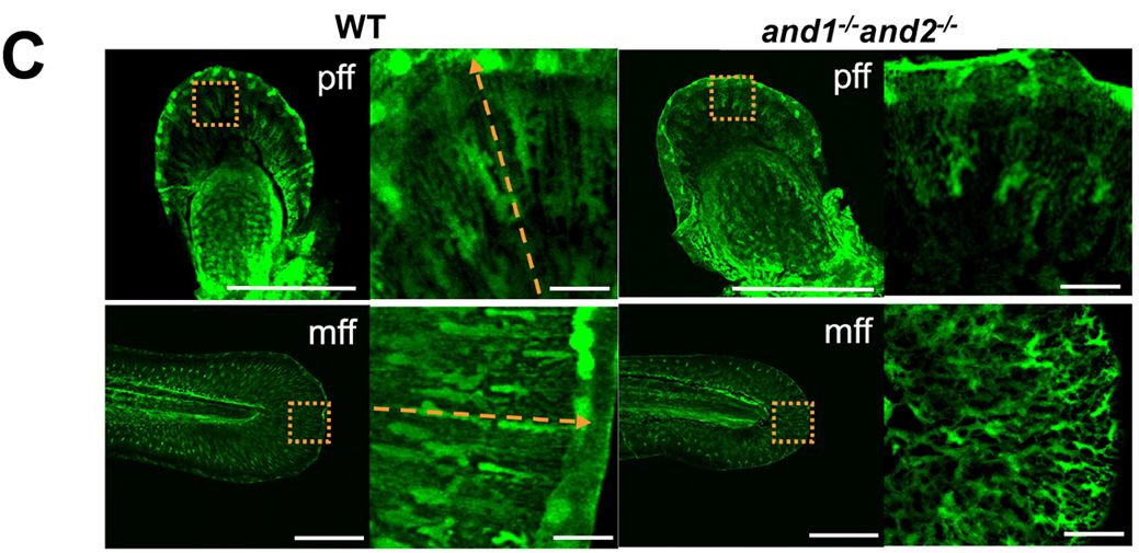 Dev_journal's tweet photo. An essential role for actinotrichia in #zebrafish fin patterning and courtship behavior 

Read this #OpenAccess Research Article from our special issue #DevSIextracellular by Paulina Hanzelova, Marie-Andrée Akimenko and colleagues.

https://t.co/zZ48qRv0aL https://t.co/mJ0ATiTN4i