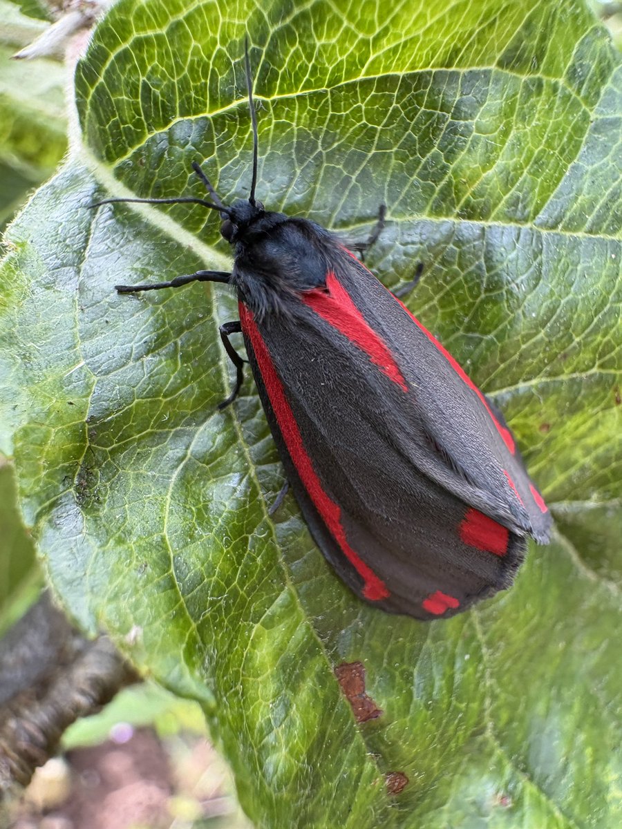 ExeterTrees's tweet photo. Cinnabar moth https://t.co/EOumxtGejb