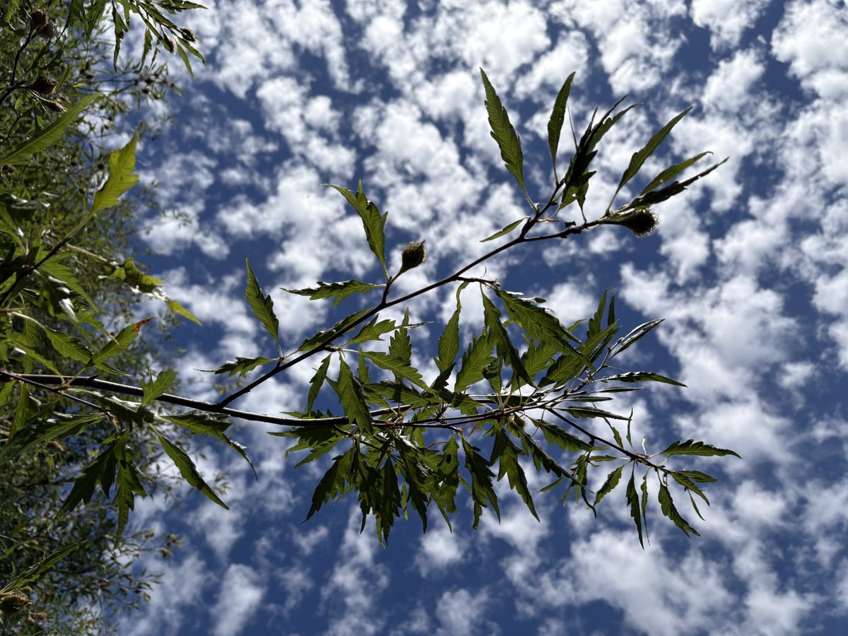ExeterTrees's tweet photo. Cut leaf beech tree https://t.co/kDwGQLpAd1