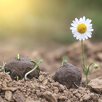 ManjuSAcharya1's tweet photo. @RathaHasiru eco-friendly habits and initiatives aimed at protecting the environment, promoting sustainability, and reducing carbon footprints.Scaling up seed bomb activities is truly the need of the hour to restore green cover and biodiversity. https://t.co/9qiGmA4MQs