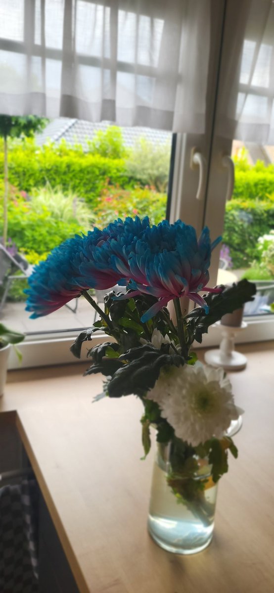 RayntVT's tweet photo. My girlfriend got me trans flowers, I love her so much❤️ https://t.co/p8dtGzQlJb