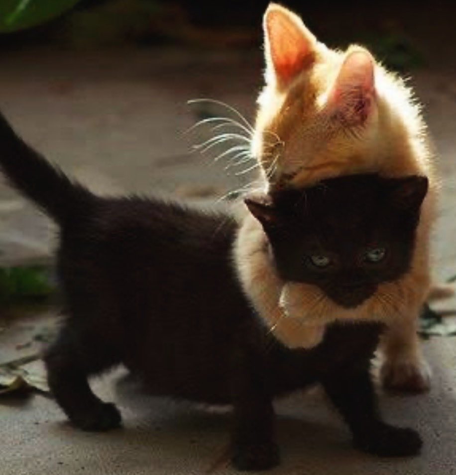 Natz10__'s tweet photo. I miss my boyfriend 😿 https://t.co/AAnyoeHXVc