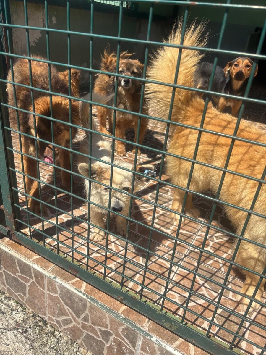 zllktlr's tweet photo. "Kedi kadar terrier, dişi, kısır. Barınak şartlarına ne kadar dayanır bilmiyoruz.Abartı değil 5 kg ancak gelir.Satın almayın sahiplenin.İletişim;+90 (530) 417 86 30 Trabzon  https://t.co/7b2e8EuTDB https://t.co/TkWAdy3rFZ