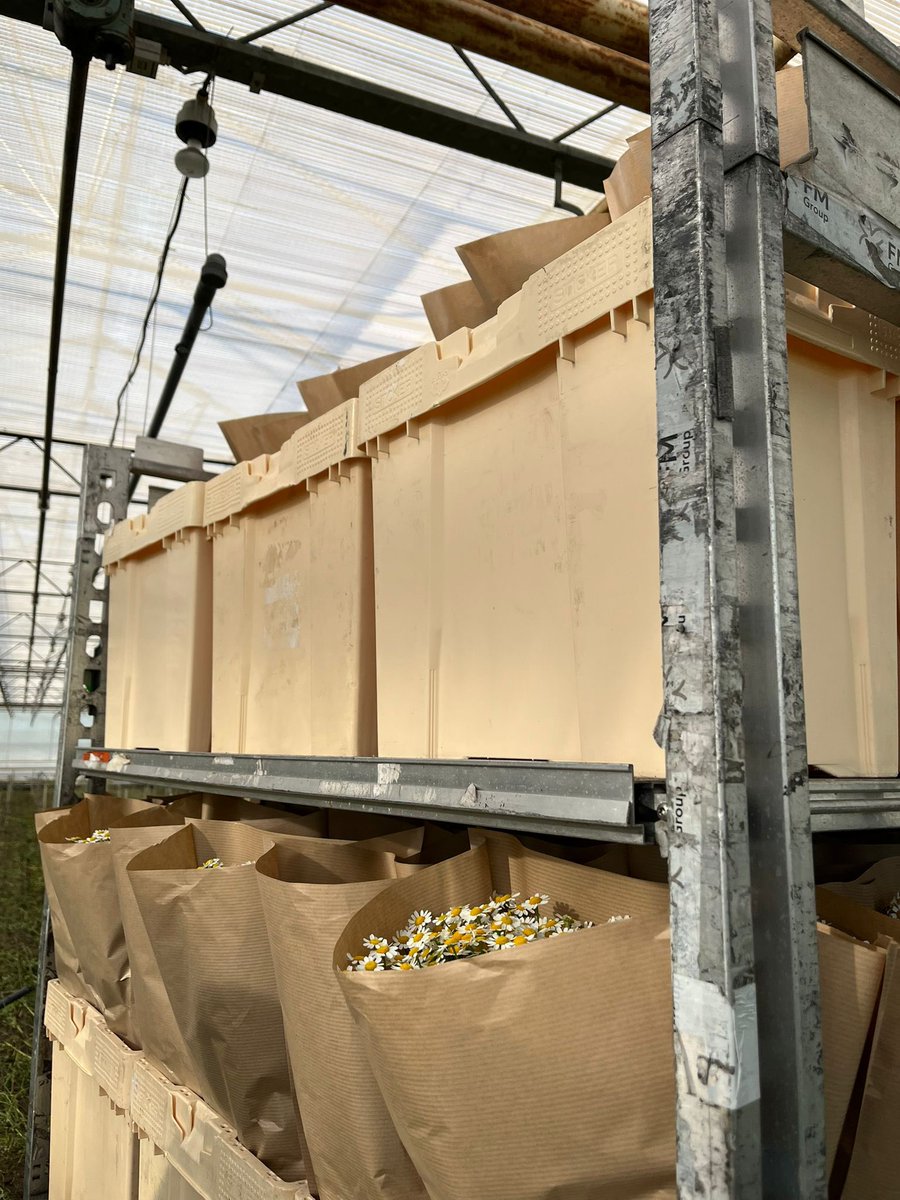 HansHendriks5's tweet photo. Het hele team heeft kei-hard gewerkt en we hebben bijna alles leeg liggen, maar over 3 dagen gaan we weer rustig vol planten. We houden dit jaar een zomer-oogsstop van 5 weken, gewoon omdat wij denken dat het dit jaar moet/kan. #ffboogontspannen #topteam #wkvolgen #huphollandhup https://t.co/6BWkOWyU3K