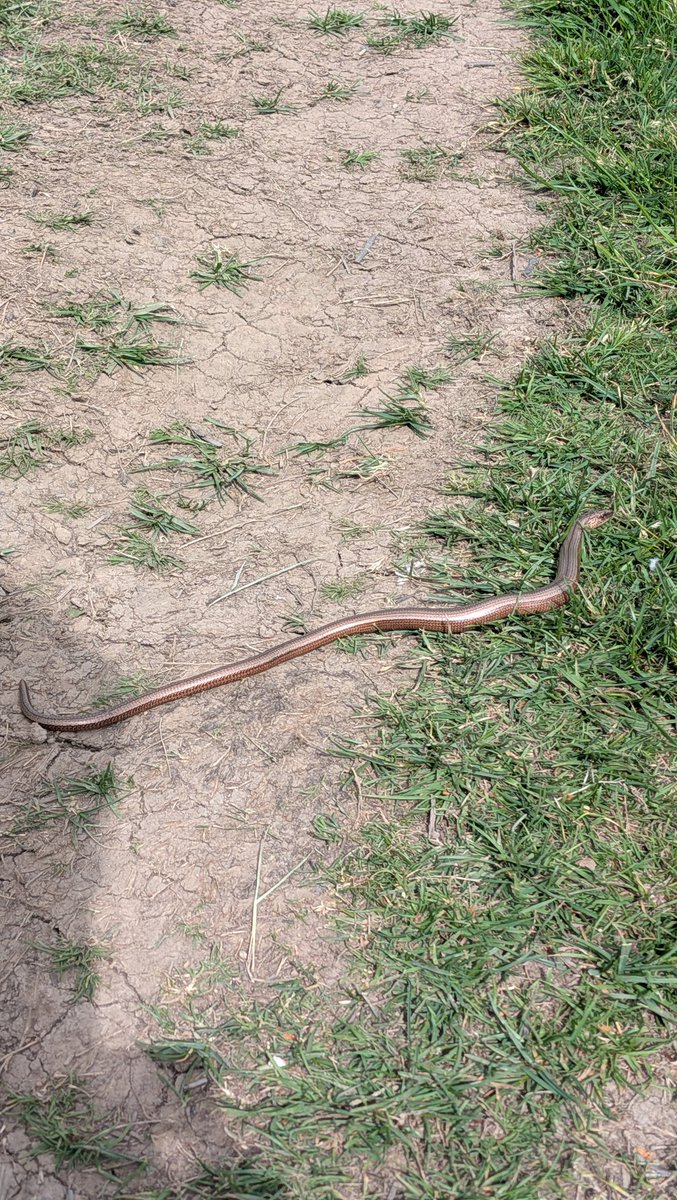 mcnally2201's tweet photo. Slow worm on gribdale moor this afternoon @teesbirds1 @nybirdnews @BBCSpringwatch https://t.co/1SaFrc7vQT