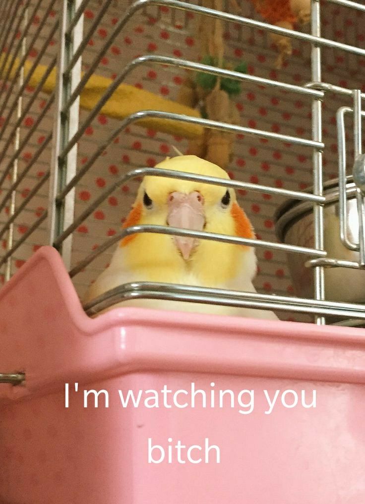 photon010's tweet photo. bird watching goes both ways https://t.co/nEPPw6Ew73