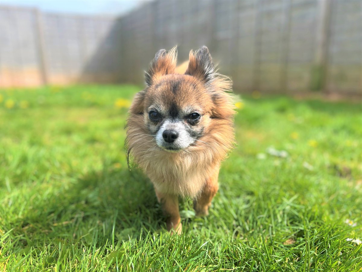 DT_Bridgend's tweet photo. Reggie 🐶 an 8yo Chihuahua looking for a calm, cosy home. 

He loves blankets, gentle cuddles &amp; short strolls. Sensitive boy who needs patient adopters &amp; a peaceful adult-only home. Could live with a calm dog. 💛 

Apply: https://t.co/JAjAcT3gZL

#dogstrust #adopt #adoptdontshop https://t.co/bm052Z72Iv