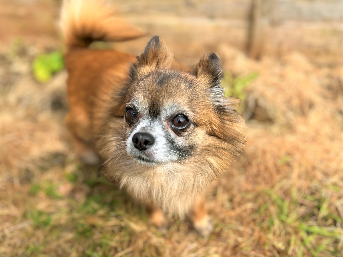 DT_Bridgend's tweet photo. Reggie 🐶 an 8yo Chihuahua looking for a calm, cosy home. 

He loves blankets, gentle cuddles &amp; short strolls. Sensitive boy who needs patient adopters &amp; a peaceful adult-only home. Could live with a calm dog. 💛 

Apply: https://t.co/JAjAcT3gZL

#dogstrust #adopt #adoptdontshop https://t.co/bm052Z72Iv