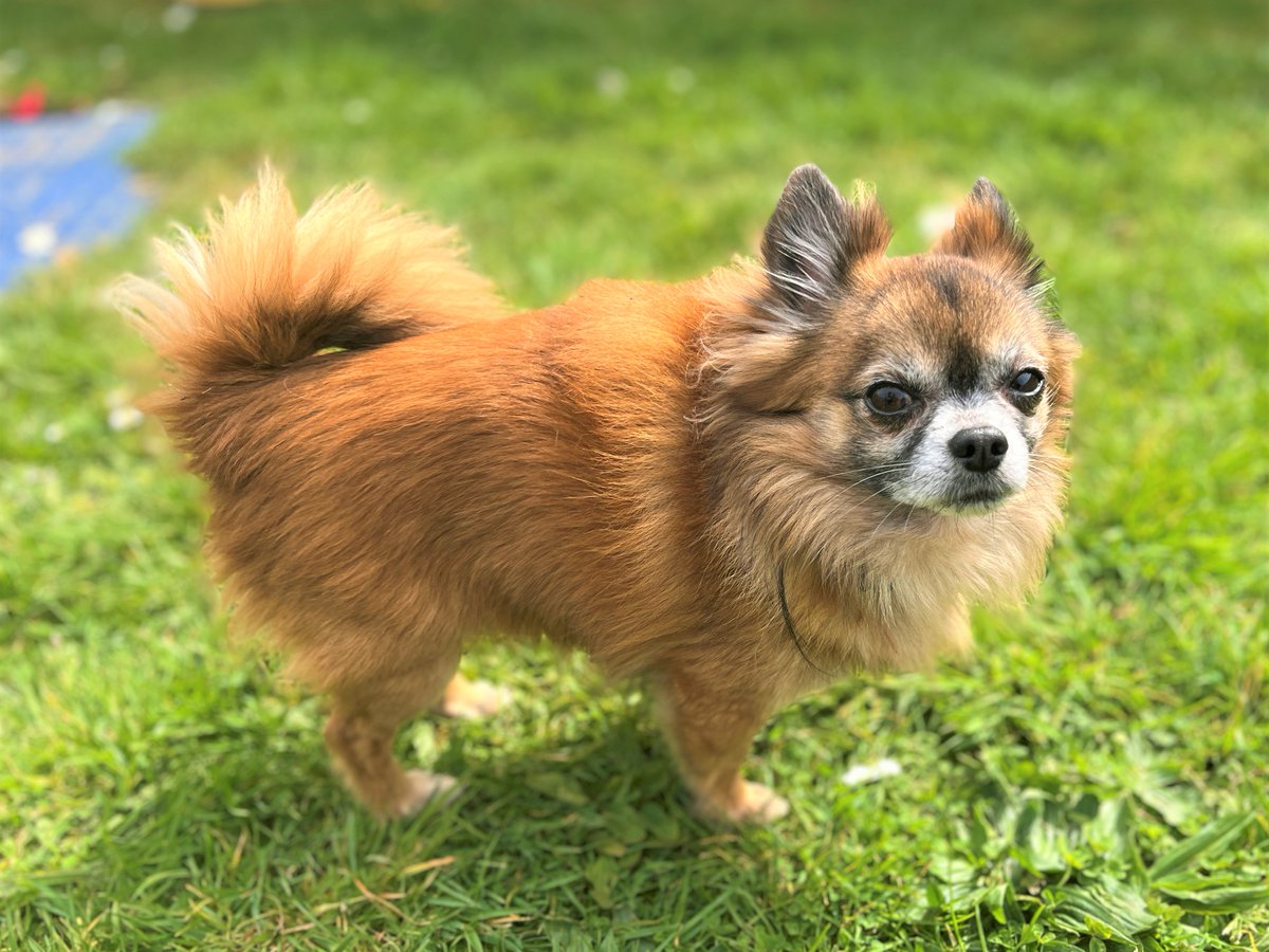 DT_Bridgend's tweet photo. Reggie 🐶 an 8yo Chihuahua looking for a calm, cosy home. 

He loves blankets, gentle cuddles &amp; short strolls. Sensitive boy who needs patient adopters &amp; a peaceful adult-only home. Could live with a calm dog. 💛 

Apply: https://t.co/JAjAcT3gZL

#dogstrust #adopt #adoptdontshop https://t.co/bm052Z72Iv