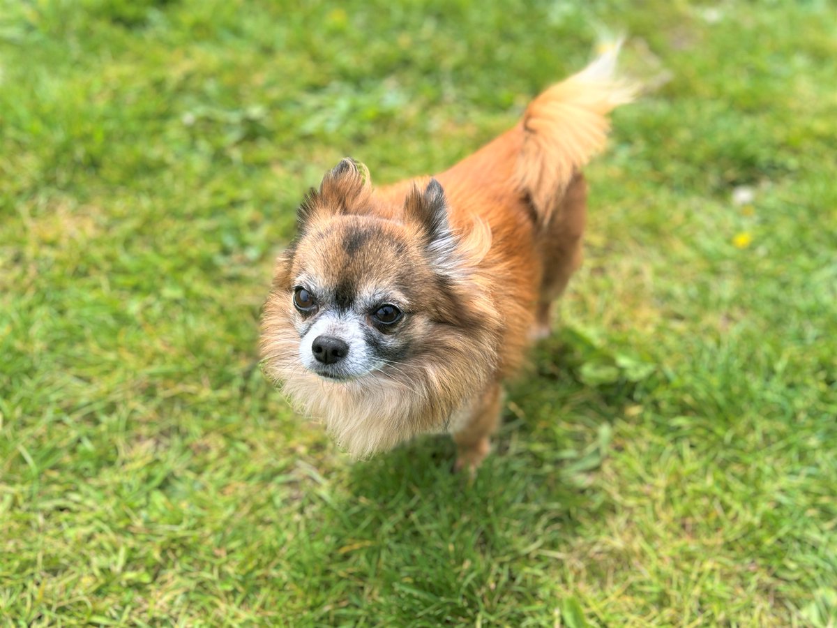 DT_Bridgend's tweet photo. Reggie 🐶 an 8yo Chihuahua looking for a calm, cosy home. 

He loves blankets, gentle cuddles &amp; short strolls. Sensitive boy who needs patient adopters &amp; a peaceful adult-only home. Could live with a calm dog. 💛 

Apply: https://t.co/JAjAcT3gZL

#dogstrust #adopt #adoptdontshop https://t.co/bm052Z72Iv