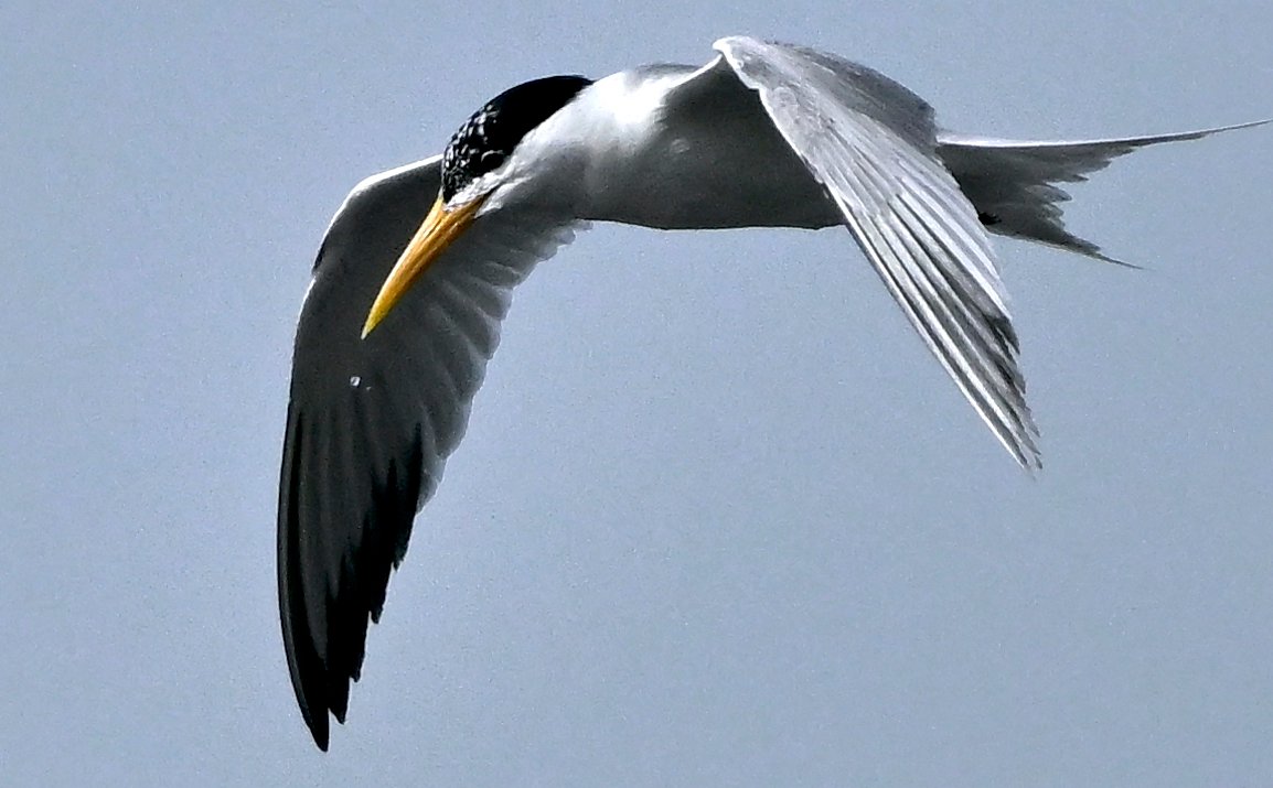 BirdsofBahrain's tweet photo. #Bahrain #Birds Lesser Crested Tern, one of many that breed each summer, mostly on small uninhabited islands. https://t.co/QRxARvIIKt