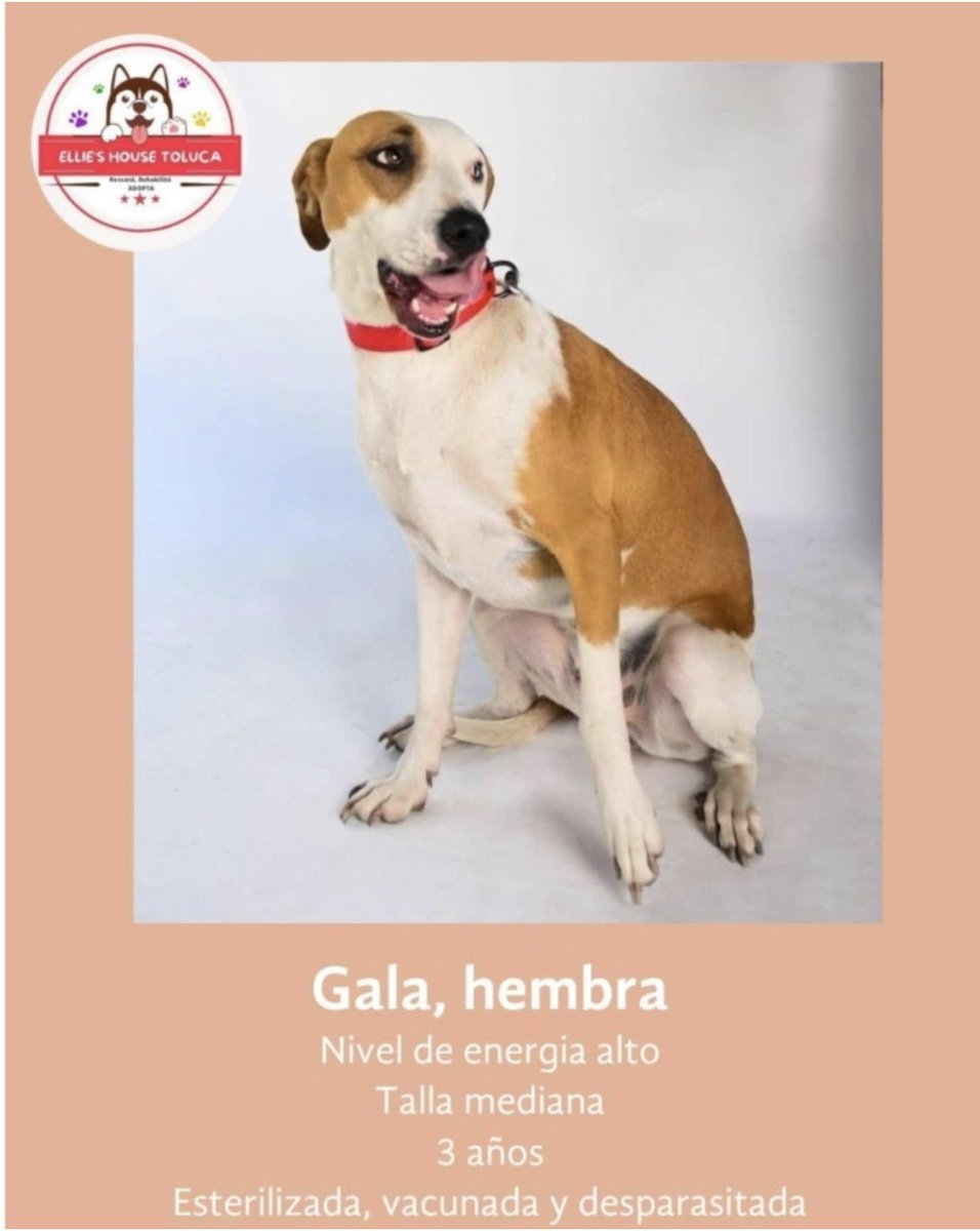 PoderAG_MH's tweet photo. En adopción responsable https://t.co/fGA4YIv3tW