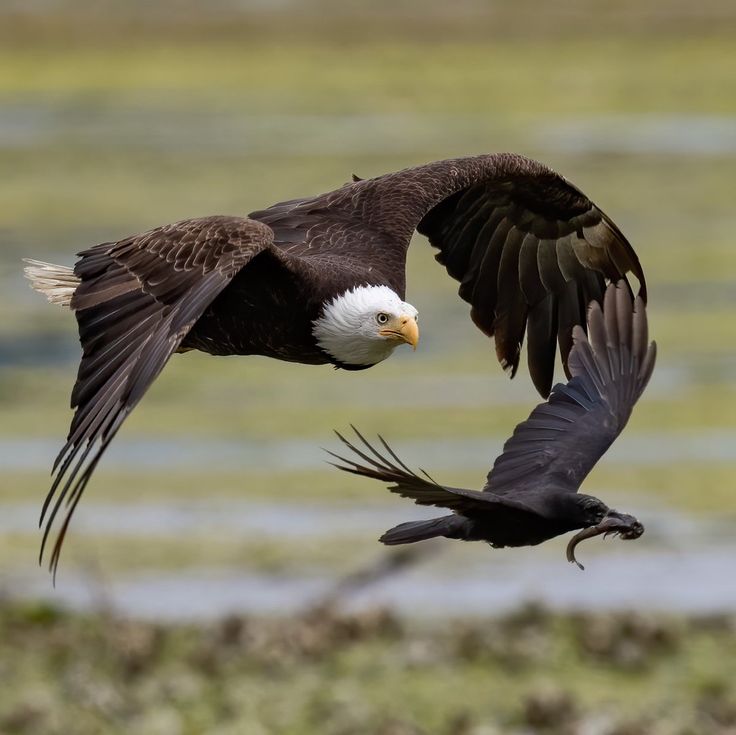 Eagle tweet media