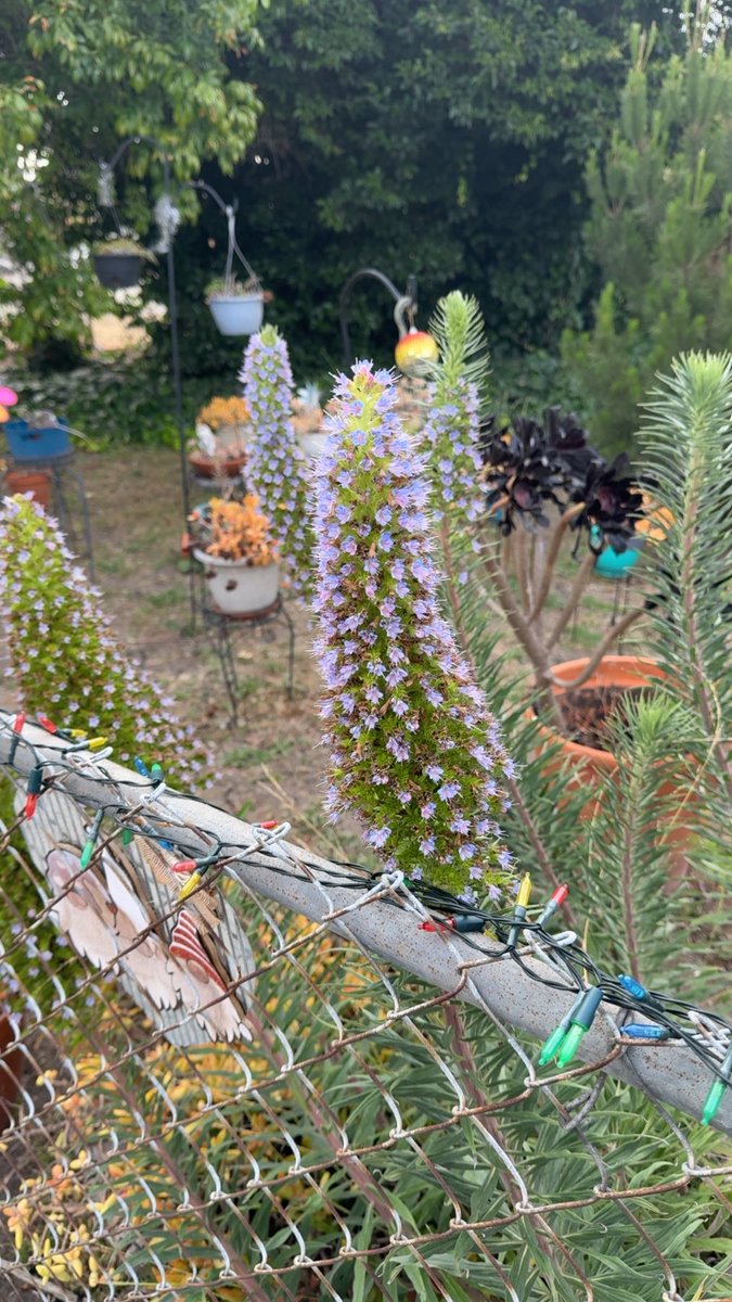 jljmedia1's tweet photo. From the garden @ALottinLA https://t.co/I0jcYjcS0w