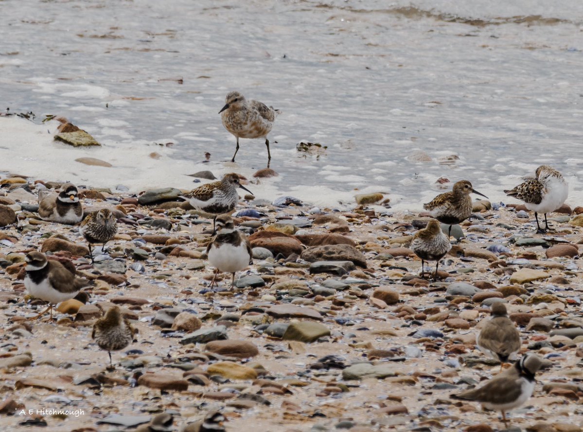 Alanehitch's tweet photo. Still decent wader passage @hilbrebirdobs over today’s tide. 200 Ringed Plover, 2 Turnstone, Knot, 12 Sanderling, 40 Dunlin and 150 Oystercatcher. https://t.co/iBQHC8NNWc