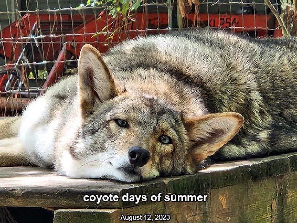 pineyyote's tweet photo. guh…hawt dog https://t.co/0qgQXciyz5