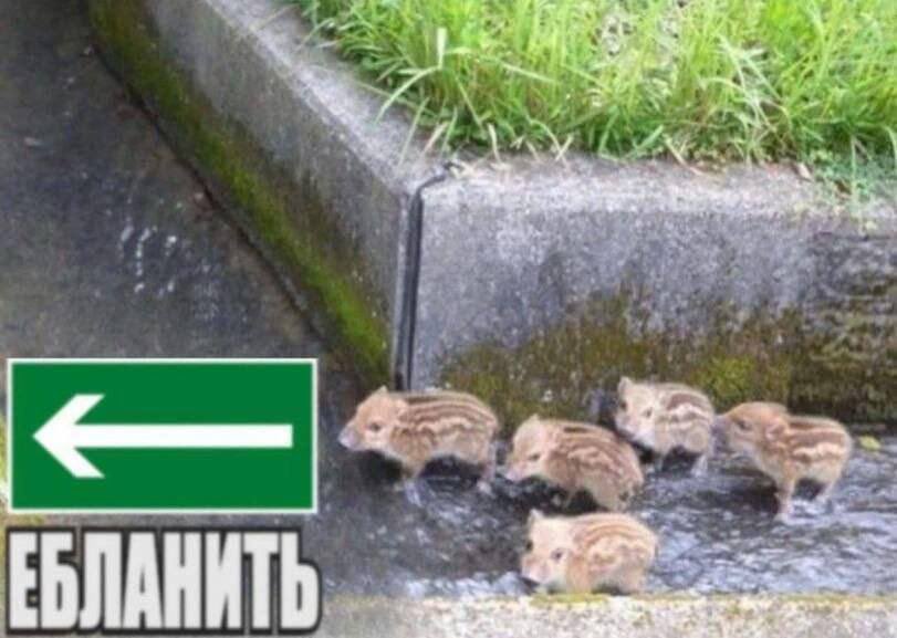 kukushonook tweet media