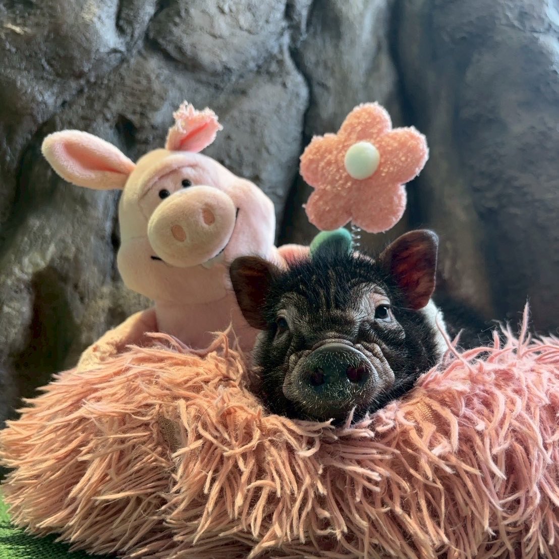 mipigcafe's tweet photo. ふたりは友だち🤝

#mipigcafe #マイクロブタカフェ https://t.co/vCHP3vGStF