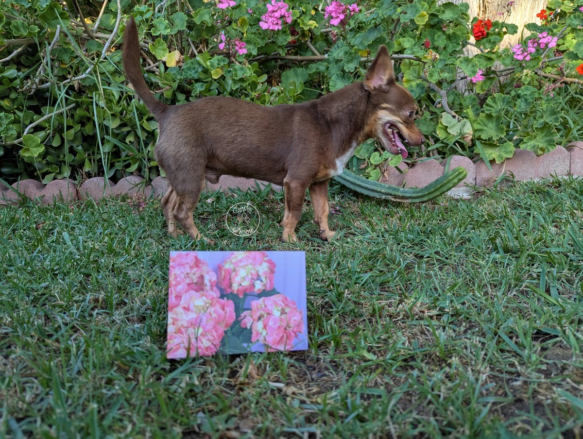 80sqween's tweet photo. Thank you so much Lily and family @SirSpencerPug for our lovely Easter card! We received it! What a lovely surprise. We always get our mail late. We love you so much! #DogsofTwitter #DogsofX #DogsonX #CatsonX #Snowby #Eastercard https://t.co/4bEBzFEsUg