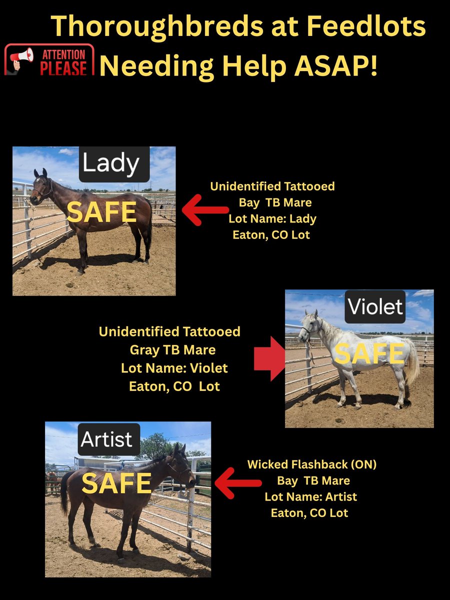 RACEFund's tweet photo. 🆘🆘🆘🆘🆘🆘🆘Poster 05/31/26. The floodgates have opened again unfortunately. Some horses are safe due to our efforts and others but still many need help and new ones have come in. Current status of the 24 horses that came in together, 13 were sold for Recip mares unfortunately, one other one Tag 2075 Tedlena has sold but there are still 10 that remain and need help. This is a monumental task to rescue this many horses at one time and it will take a boatload of money and an Army to save them. This never should have happened to these horses but it did and here they are needing help.  Who is going to help them and the other horses at other lots on this poster? 🆘🆘🆘🆘🆘🆘🆘
@jockeyclub @BreedersCup @LightUpRacing @theTDN @PastTheWire @RepoleStable @PatCummingsNTA @AnitaMotion @ThoroughbredRA @westlakeracing @KYTbred @txthoroughbreds @LongRunTB @nationalhbpa