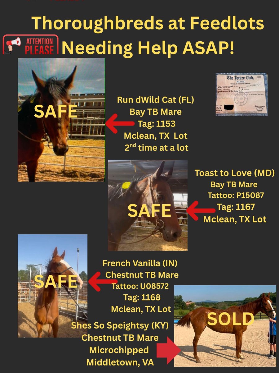 RACEFund's tweet photo. 🆘🆘🆘🆘🆘🆘🆘Poster 05/31/26. The floodgates have opened again unfortunately. Some horses are safe due to our efforts and others but still many need help and new ones have come in. Current status of the 24 horses that came in together, 13 were sold for Recip mares unfortunately, one other one Tag 2075 Tedlena has sold but there are still 10 that remain and need help. This is a monumental task to rescue this many horses at one time and it will take a boatload of money and an Army to save them. This never should have happened to these horses but it did and here they are needing help.  Who is going to help them and the other horses at other lots on this poster? 🆘🆘🆘🆘🆘🆘🆘
@jockeyclub @BreedersCup @LightUpRacing @theTDN @PastTheWire @RepoleStable @PatCummingsNTA @AnitaMotion @ThoroughbredRA @westlakeracing @KYTbred @txthoroughbreds @LongRunTB @nationalhbpa