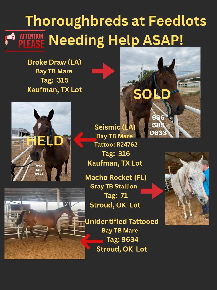 RACEFund's tweet photo. 🆘🆘🆘🆘🆘🆘🆘Poster 05/31/26. The floodgates have opened again unfortunately. Some horses are safe due to our efforts and others but still many need help and new ones have come in. Current status of the 24 horses that came in together, 13 were sold for Recip mares unfortunately, one other one Tag 2075 Tedlena has sold but there are still 10 that remain and need help. This is a monumental task to rescue this many horses at one time and it will take a boatload of money and an Army to save them. This never should have happened to these horses but it did and here they are needing help.  Who is going to help them and the other horses at other lots on this poster? 🆘🆘🆘🆘🆘🆘🆘
@jockeyclub @BreedersCup @LightUpRacing @theTDN @PastTheWire @RepoleStable @PatCummingsNTA @AnitaMotion @ThoroughbredRA @westlakeracing @KYTbred @txthoroughbreds @LongRunTB @nationalhbpa