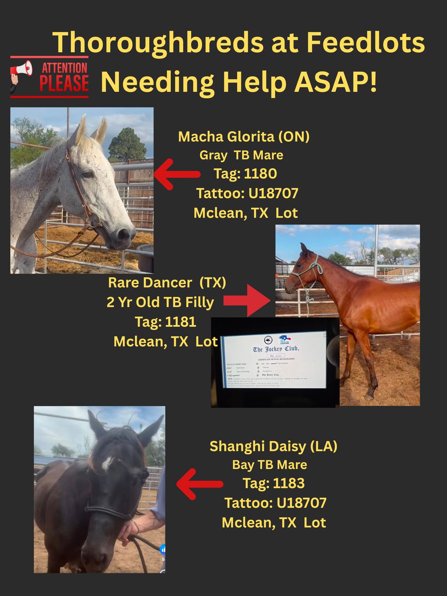 RACEFund's tweet photo. 🆘🆘🆘🆘🆘🆘🆘Poster 05/31/26. The floodgates have opened again unfortunately. Some horses are safe due to our efforts and others but still many need help and new ones have come in. Current status of the 24 horses that came in together, 13 were sold for Recip mares unfortunately, one other one Tag 2075 Tedlena has sold but there are still 10 that remain and need help. This is a monumental task to rescue this many horses at one time and it will take a boatload of money and an Army to save them. This never should have happened to these horses but it did and here they are needing help.  Who is going to help them and the other horses at other lots on this poster? 🆘🆘🆘🆘🆘🆘🆘
@jockeyclub @BreedersCup @LightUpRacing @theTDN @PastTheWire @RepoleStable @PatCummingsNTA @AnitaMotion @ThoroughbredRA @westlakeracing @KYTbred @txthoroughbreds @LongRunTB @nationalhbpa