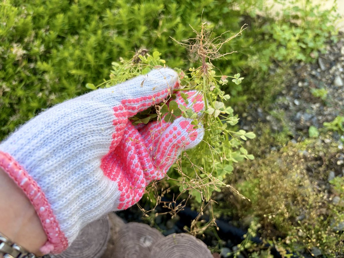 1002_kohnan's tweet photo. 本社敷地内にある花壇の草をむしりました。
ごはんって、最幸。 https://t.co/d85SP0wYWd
