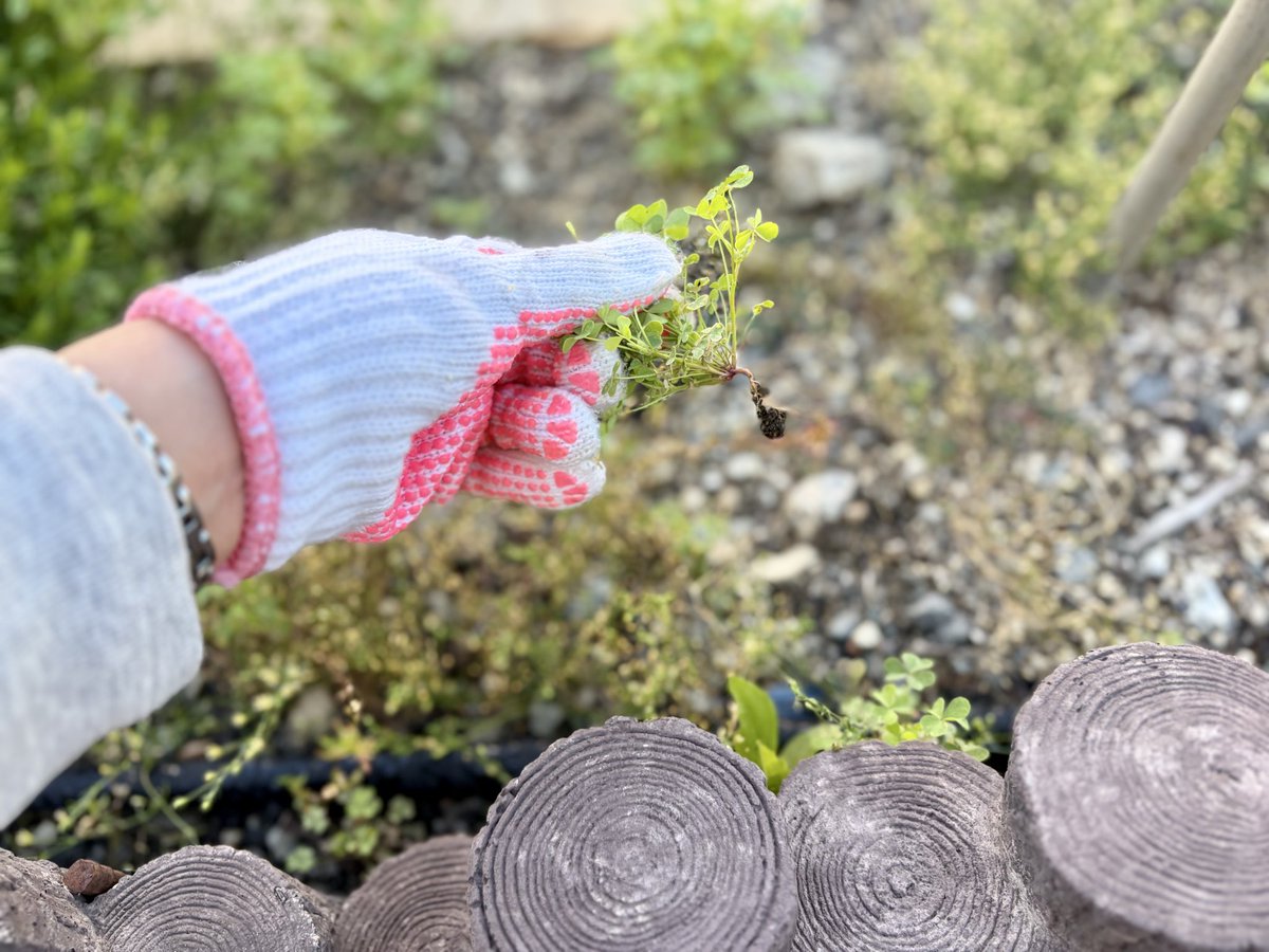 1002_kohnan's tweet photo. 本社敷地内にある花壇の草をむしりました。
ごはんって、最幸。 https://t.co/d85SP0wYWd