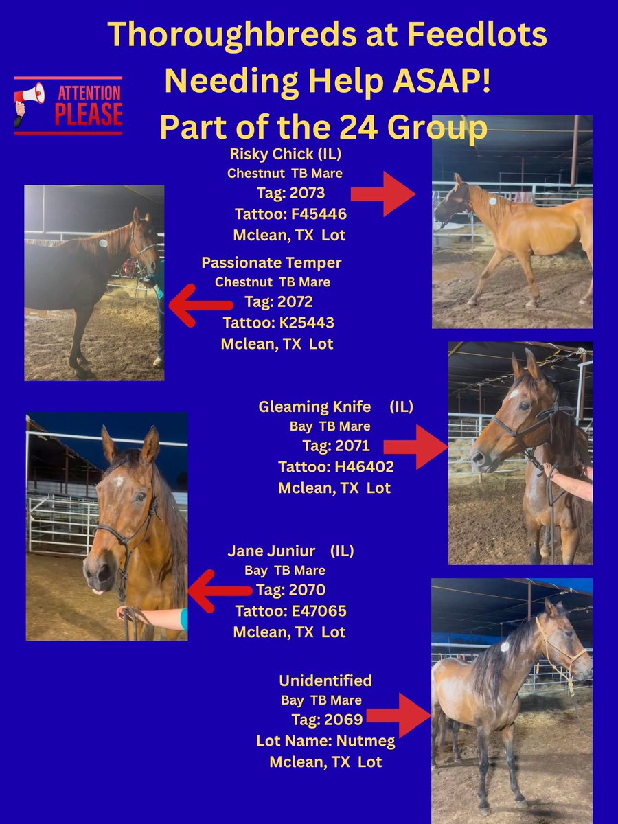 RACEFund's tweet photo. 🆘🆘🆘🆘🆘🆘🆘Poster 05/31/26. The floodgates have opened again unfortunately. Some horses are safe due to our efforts and others but still many need help and new ones have come in. Current status of the 24 horses that came in together, 13 were sold for Recip mares unfortunately, one other one Tag 2075 Tedlena has sold but there are still 10 that remain and need help. This is a monumental task to rescue this many horses at one time and it will take a boatload of money and an Army to save them. This never should have happened to these horses but it did and here they are needing help.  Who is going to help them and the other horses at other lots on this poster? 🆘🆘🆘🆘🆘🆘🆘
@jockeyclub @BreedersCup @LightUpRacing @theTDN @PastTheWire @RepoleStable @PatCummingsNTA @AnitaMotion @ThoroughbredRA @westlakeracing @KYTbred @txthoroughbreds @LongRunTB @nationalhbpa