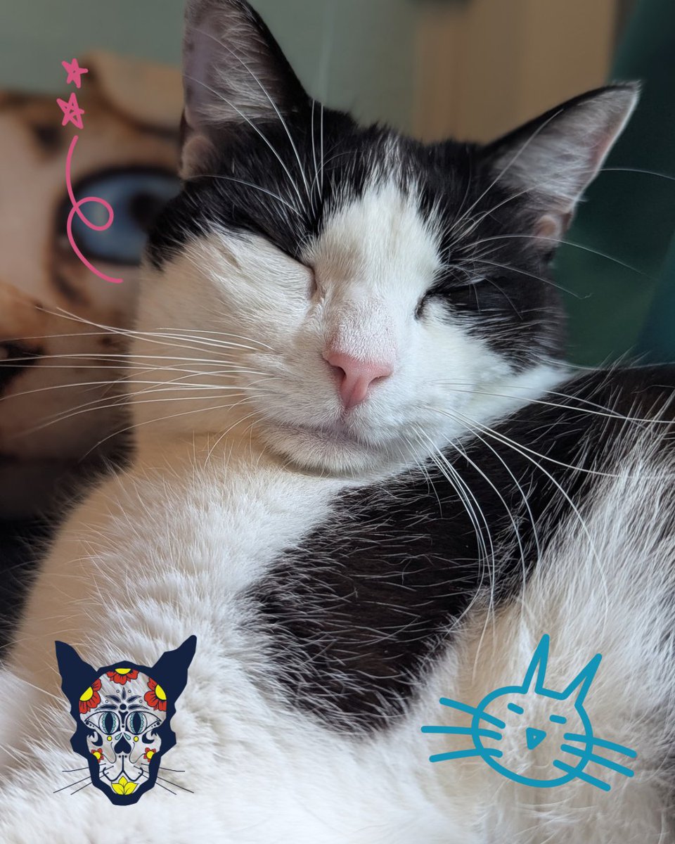 ElGatoCatCafe's tweet photo. Timmy sunbathing and getting his tan on for the summer 🕶️😼 Book at https://t.co/0EWICo8rto 😺 We are located at 508 Pecore St HTx. Open T, Th &amp; F 12:30-4:30pm; Sat 11am-5pm &amp; Sun 12-5pm. 

#adoptdontshop #houstoncatcafe #meow #catcafe #cattherapy #rescuecats #houstontx #cats https://t.co/hFNbc0dav7